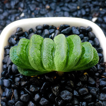 玉露精品多肉植物大颗稀有品种室内桌面办公室肉肉花卉盆栽玉扇不含盆