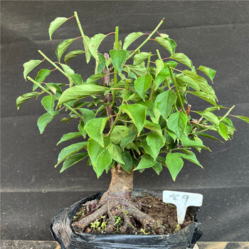 实物梅花盆景 原生宫粉梅 宫粉梅老桩 矮霸 造型树桩室内耐寒盆栽 宫9