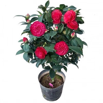 茶花盆栽树苗红茶花花卉耐寒耐热四季易活室内外庭院阳台花卉红茶花八