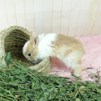 【奇趣小宠】兔子活物侏儒兔宠物兔活体海棠长不大小型茶杯兔荷兰纯种