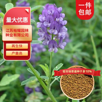 70以上紫花苜蓿 紫花苜蓿锭