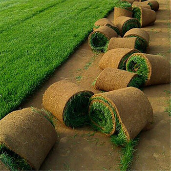 金衣客 带泥土草皮真草坪四季青马尼拉果岭草百慕大小区庭院工程绿化