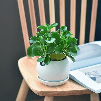 畅微青叶碧玉豆瓣绿盆栽室内办公室客厅桌面小盆栽绿植花卉室内植物一