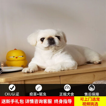 桓瑞宠物纯种宠物狗狗活体京巴犬幼犬幼崽小型犬 宠物级a级 公