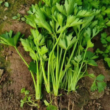 芹菜苗种子根苗新鲜芹菜秧苗高产百利水芹菜小香芹西芹大田盆栽苗芹菜