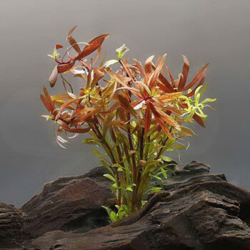 装饰品真水草好养耐活水植物孔雀鱼专用水草大红梅1杯15支送下沉磁环