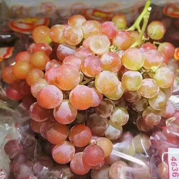 顺丰智利慕斯卡葡萄2/4斤当季新鲜水果玫瑰香 2斤