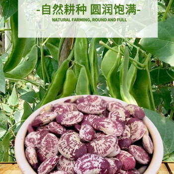 斑马豆生长图片图片