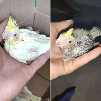 zxc手养玄凤鹦鹉雏鸟类活体鹦鹉活一对学说话小幼鸟活体鹦鹉亲人上手