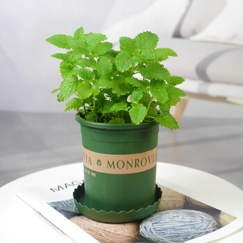 紫苏薄荷可食用西餐牛排香料阳台盆栽牛排植物 柠檬薄荷(绿加仑盆) 带