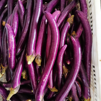 线茄子紫皮茄子新鲜蔬菜细茄子新鲜茄子福建农家蔬菜现摘批发 3斤细