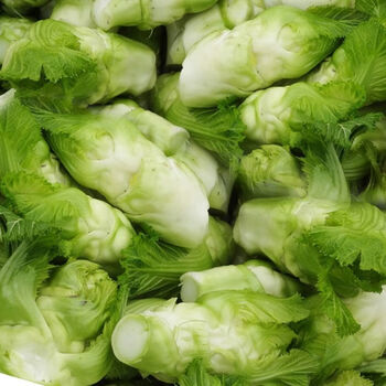 48小时发货四川新鲜儿菜批发10斤农家自种蔬菜娃娃菜母子多头菜抱母菜