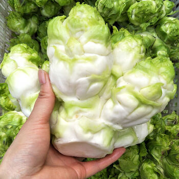 四川儿菜新鲜鲜嫩菜娃娃菜抱儿菜南充芥菜整棵带母子发货泡菜榨菜