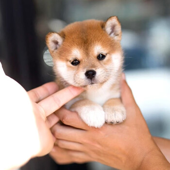 純種柴犬幼犬活體 系秋田犬純種小逗柴 系赤柴雙血統中型犬柴犬大黃色