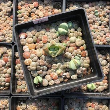 多肉植物 生石花 一物一拍 多肉 屁股花群屁屁花石生花 整盆 b262 带