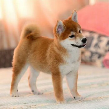 纯种柴犬幼犬活体狗狗日系纯种小逗柴日系赤柴中型犬柴犬大黄色忠犬