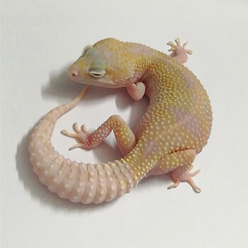 物鲜仙子豹纹守宫蜥蜴新手懒人小孩活体网红宠物温顺可上手不咬人萌宠