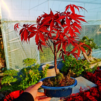 迈乐佳日本红枫盆景原生红舞姬盆栽老桩四季树苗红叶子室内阳台庭院