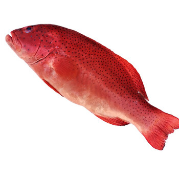 新鲜东星斑鲜活海鱼深海斑鱼红石斑鱼星斑鱼600g左右一条