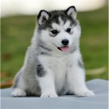 纯种哈士奇幼犬家养中型犬幼犬活体双血统幼崽狗家养宠物狗西伯利亚