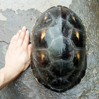 易萌珍珠龟花龟宠物龟外塘饲养六线草龟花龟水龟大乌龟活体28cm5斤