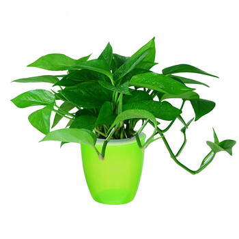 绿萝盆栽植物花卉水培吊兰观花绿植室内大叶长藤清新空气大绿箩绿萝
