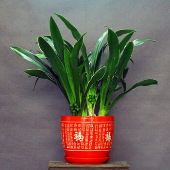 优洒四季常青中华万年青盆栽室内盆景结婚盆栽居家办公乔迁盆栽5株