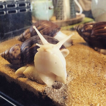 活物法国光亮大蜗牛活体宠物学生教学科学实验课78cm壳长白玉1只