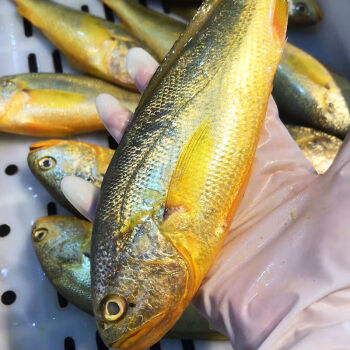 正宗小黄鱼深海小黄花鱼冰鲜冷冻新鲜活无冰省外顺丰请拍小黄鱼3斤