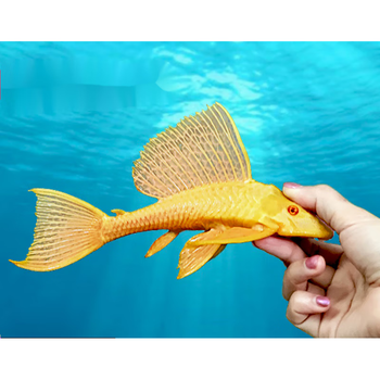 欲战清道夫鱼黄金红眼女王大帆鱼女皇活体除藻鱼缸清洁工具热带鱼