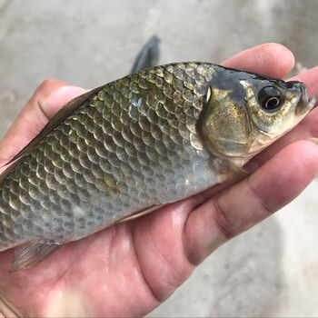 活鲫鱼新鲜鲫鱼活鱼现杀鲫鱼炖汤大小鲫鱼 腾旺纳跃 五斤装小条(每斤6