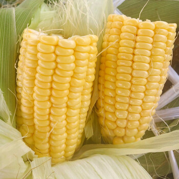 寿禾 白甜糯玉米种子黄粘香甜超甜批发粘超糯大穗高产春季播种北方