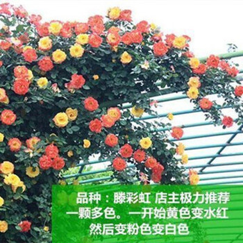 带花苞发货1 3米大苗 蔷薇花苗藤本月季大花浓香庭院爬藤植物花卉盆栽阳台木香爬墙四季藤彩虹多花1 3米以上 带原土发货 不含盆 图片价格品牌报价 京东
