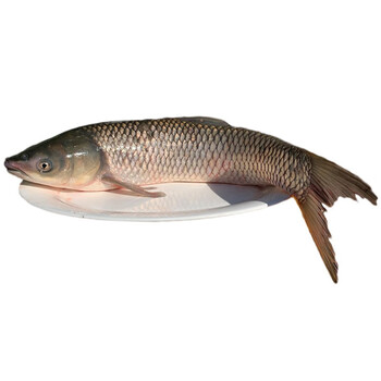 农家姑娘新鲜速冻水库鲤鱼草鱼1条装草鱼一条净重2到3斤