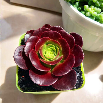 超萌多肉植物老桩组合盆栽室内肉肉批发欧紫 图片价格品牌报价 京东