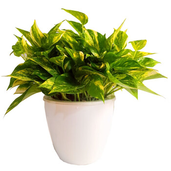 黄金年华 花叶绿萝 水培黄斑金叶迷你稀有盆栽室内桌面观叶 55株-恐龙