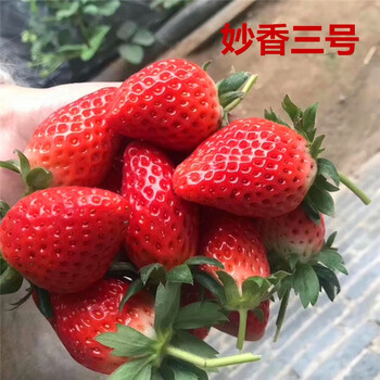 草莓种子四季开花结果盆栽苗室内室外易活花籽阳台花卉植物花种子妙香