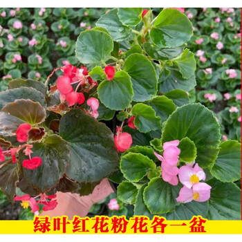 四季海棠花盆栽四季开花卉庭院阳台好养易活带花苞发货基地直发绿叶红花一盆 精选带花 原土原盆 图片价格品牌报价 京东