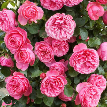 藤本月季大游行多花蔷薇爬藤植物月季花苗玫瑰绿植花卉盆栽欧月芬达