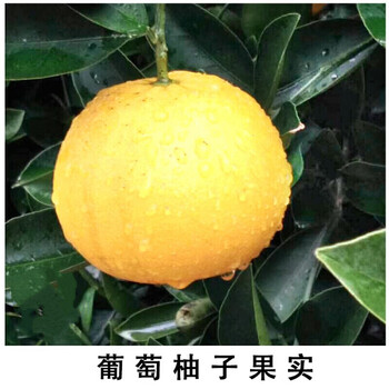 唯友 Weiyou 嫁接葡萄柚子苗葡萄柚树苗盆栽地栽葡萄柚果树苗庭院种植2年苗子 图片价格品牌报价 京东 唯友 Weiyou 嫁接葡萄柚子苗葡萄柚树苗盆栽地栽葡萄柚果树苗庭院种植2年苗子 图片价格品牌报价 京东