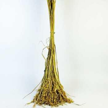 稻杆干稻穗稻谷子干花摆设装饰成熟水稻结婚庆祝拍摄影道具橱窗装 80