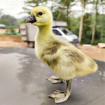 纯种狮头鹅特大种活苗特大幼苗狮子头大鹅活苗大头鹅正宗狮头鹅苗