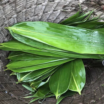 [恩施州农特产馆] 湖北恩施高山野生粽叶摘取   新鲜自然生长箬叶真空
