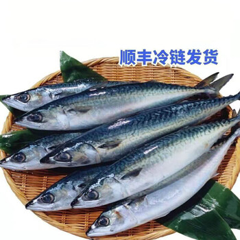 无冰衣青花鱼鲐鲅鱼新鲜冷冻日料海鲜水产净重无冰衣每条7两左右五斤