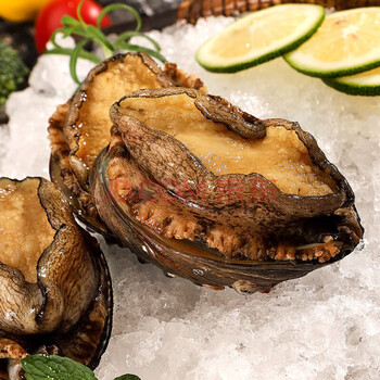 富铭士fumingshi鲜活大鲍鱼鲍鱼海鲜鲍鱼鲜活生鲜贝类火锅烧烤海鲜