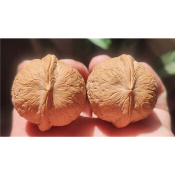 嫁福云南铁核桃文玩核桃蟒纹绣球粗筋蛇皮纹元宝蛤蟆头佛手野生手把玩