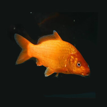 墨裕锦鲤活鱼观赏鱼淡水冷水耐活好养纯种日本锦鲤鱼红白大正三色黄金