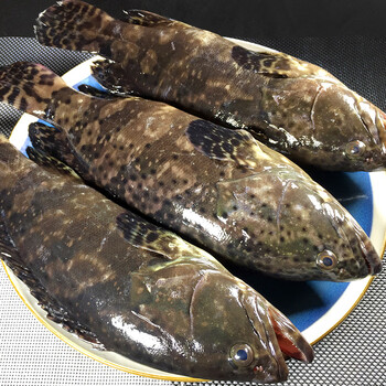 石斑鱼鲜活冷冻 现捕大龙胆鱼海鲜珍珠斑鲜活水产鱼类3斤
