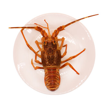 活鲜御鲜之王鲜活南非龙虾仔大龙虾澳龙仔海鲜水产活龙虾350400g只2只