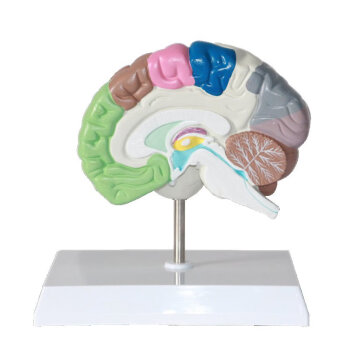 海医Heymode医学人体大脑功能分区模型端脑模型人大脑解剖器官大脑皮质结构与功能分区大脑半球结构神